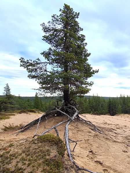 File:Temminiki-Markkatieva 37.crop.jpg