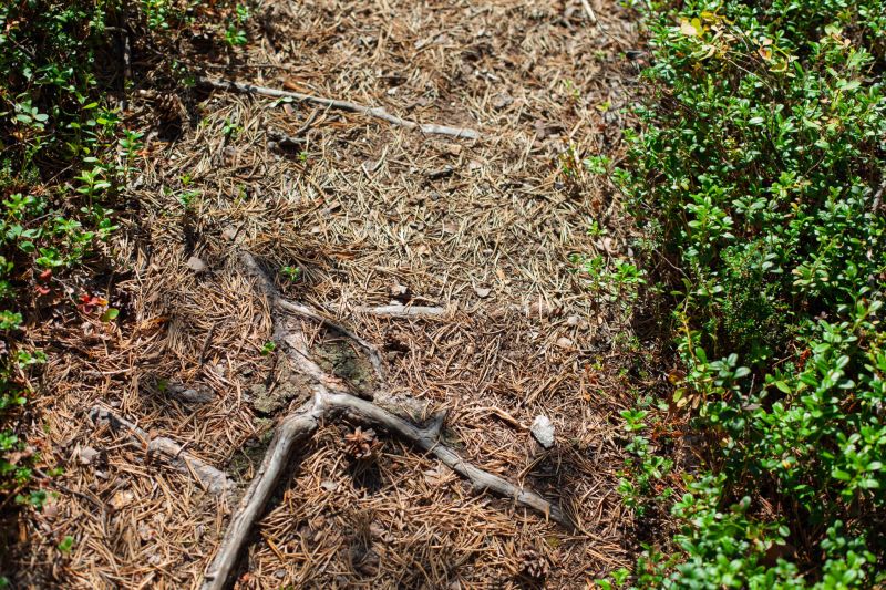 File:Rituale 03 path close up.jpg