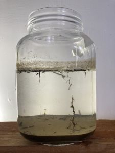 Glass jar.jpg