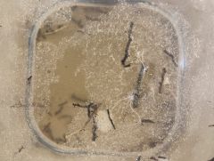 Soil sample, detail 2.jpg