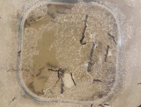 Soil sample, detail 2.jpg