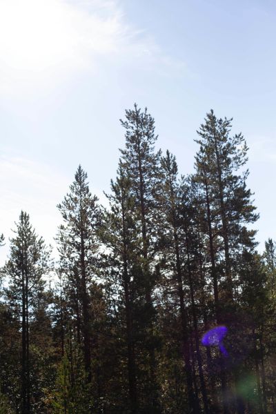 File:Rituale 01 trees.jpg