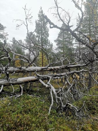 Pasvik